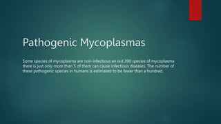 Pathogenic Mycoplasmas
Some species of mycoplasma are non-infectious an out 200 species of mycoplasma
there is just only more than 5 of them can cause infectious diseases. The number of
these pathogenic species in humans is estimated to be fewer than a hundred.
 