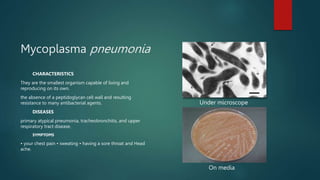Mycoplasma pneumonia
CHARACTERISTICS
They are the smallest organism capable of living and
reproducing on its own.
the absence of a peptidoglycan cell wall and resulting
resistance to many antibacterial agents.
DISEASES
primary atypical pneumonia, tracheobronchitis, and upper
respiratory tract disease.
SYMPTOMS
• your chest pain • sweating • having a sore throat and Head
ache.
Under microscope
On media
 