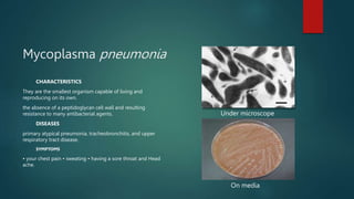Mycoplasma pneumonia
CHARACTERISTICS
They are the smallest organism capable of living and
reproducing on its own.
the abse...