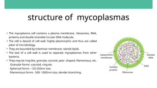 structure of mycoplasmas
• The mycoplasma cell contains a plasma membrane, ribosomes, RNA,
proteins and double stranded circular DNA molecule.
• The cell is devoid of cell wall, highly pleomorphic and thus are called
joker of microbiology.
• They are bounded by trilaminar membrane -sterols lipids.
• The lack of a cell wall is used to separate mycoplasmas from other
bacteria.
• They may be ring-like, granular, coccoid, pear- shaped, filamentous, etc.
Granular forms -coccoid, ring etc
Spherical forms - 125-250nm size.
Filamentous forms - 500- 100Onm size, slender branching.
 