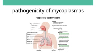 pathogenicity of mycoplasmas
 