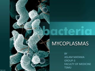 MYCOPLASMAS
BY
ASLAM MATANIA
GROUP-3
FACULTY OF MEDICINE
TSMU
 