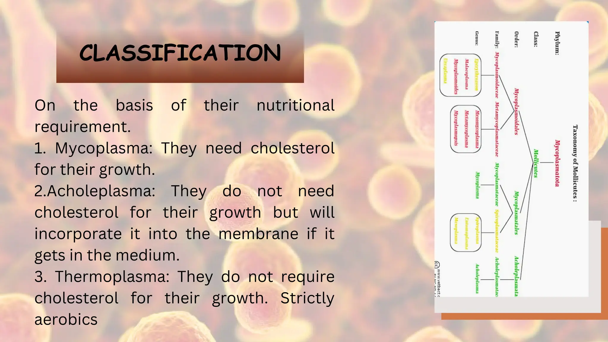 CLASSIFICATION
On the basis of their nutritional
requirement.
1. Mycoplasma: They need cholesterol
for their growth.
2.Acholeplasma: They do not need
cholesterol for their growth but will
incorporate it into the membrane if it
gets in the medium.
3. Thermoplasma: They do not require
cholesterol for their growth. Strictly
aerobics
 