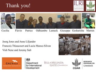 Vaccinating goats with live wildtype Mccp strain ILRI181 induces protective immunity against CCPP