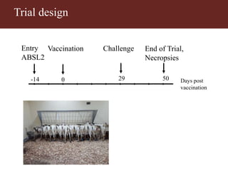 Vaccinating goats with live wildtype Mccp strain ILRI181 induces protective immunity against CCPP