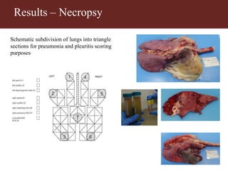Vaccinating goats with live wildtype Mccp strain ILRI181 induces protective immunity against CCPP