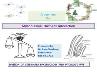 Assignment
On
Mycoplasma: Host-cell interaction
 