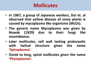 Mollicutes
• In 1967, a group of Japanese workers, Doi et. al
observed that yellow disease of some plants is
caused by mycoplasma like organisms (MLOs).
• The generic name Mycoplasma was given by
Nowak (1929) due to their fungi like
resemblance.
• Later mollicutes, cell wall lacking prokaryotic
with helical structure given the name
‘Spiroplasma’.
• Ovoid to long, spiral mollicutes given the name
‘Phytoplasma’.
 