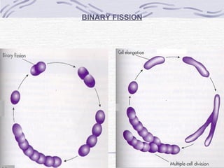 BINARY FISSION
 