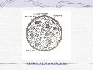 STRUCTURE OF MYCOPLASMA
 