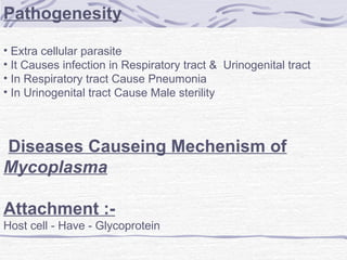 Pathogenesity
• Extra cellular parasite
• It Causes infection in Respiratory tract & Urinogenital tract
• In Respiratory tract Cause Pneumonia
• In Urinogenital tract Cause Male sterility
Diseases Causeing Mechenism of
Mycoplasma
Attachment :-
Host cell - Have - Glycoprotein
 