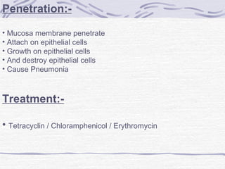 Penetration:-
• Mucosa membrane penetrate
• Attach on epithelial cells
• Growth on epithelial cells
• And destroy epithelial cells
• Cause Pneumonia
Treatment:-
• Tetracyclin / Chloramphenicol / Erythromycin
 