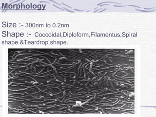 Morphology
Size :- 300nm to 0.2nm
Shape :- Coccoidal,Diploform,Filamentus,Spiral
shape &Teardrop shape.
 