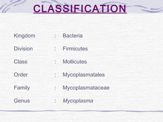 CLASSIFICATION
Kingdom : Bacteria
Division : Firmicutes
Class : Mollicutes
Order : Mycoplasmatales
Family : Mycoplasmataceae
Genus : Mycoplasma
 