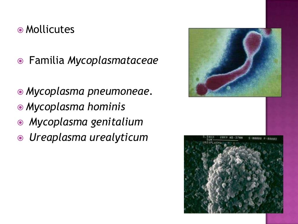 Mycoplasma y ureaplasma
