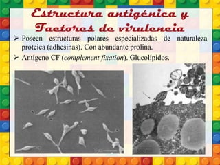 Estructura antigénica y
Factores de virulencia
 Poseen estructuras polares especializadas de naturaleza
proteica (adhesinas). Con abundante prolina.
 Antígeno CF (complement fixation). Glucolípidos.
 