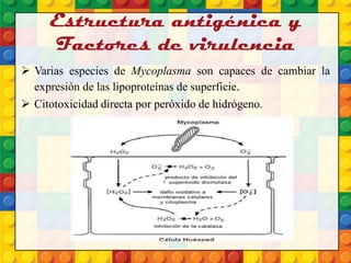 Estructura antigénica y
Factores de virulencia
 Varias especies de Mycoplasma son capaces de cambiar la
expresión de las lipoproteínas de superficie.
 Citotoxicidad directa por peróxido de hidrógeno.
 