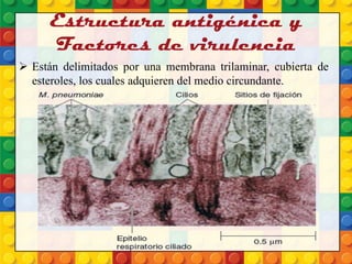 Estructura antigénica y
Factores de virulencia
 Están delimitados por una membrana trilaminar, cubierta de
esteroles, los cuales adquieren del medio circundante.
 