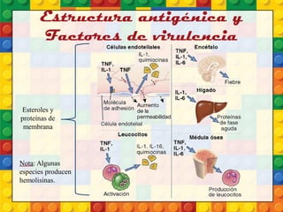 Estructura antigénica y
Factores de virulencia
Esteroles y
proteínas de
membrana
Nota: Algunas
especies producen
hemolisinas.
 