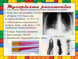 Mycoplasma pneumoniae Única especie capaz de ocasionar infecciones respiratorias en adultos.
 Grupo etario más susceptible: 5-20 años.
 pH óptimo: 7,0-7,8 (para todas
 Utiliza la glucosa como fuente de C,
 Contagio: Secreciones respiratorias.
 Dosis infecciosa: 100 UFC.
 Hemadsorción: Oligosacáridos con ác. siálico.
las especies del género). (T=35-37 °C)
productos finales: ácido láctico y CO2.
Acidificación. Produce hemolisinas.
 