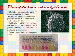 Ureaplasma urealyticum
Llamadas anteriormente "cepas T”
(tiny), colonias de 15-60 μm
Hidrolizan la urea, única fuente de C,
producto final: NH4. Alcalinización.
pH óptimo: 6,0-6,2.
Incidencia: 60% en mujeres
sexualmente activas, (vagina, tracto
genital inferior) la mayoría son
portadoras asintomáticas.
Suelen morir tras su aislamiento
inicial.
 