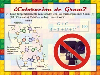 ¿Coloración de Gram?
 Están filogenéticamente relacionados con los microorganismos Gram (+)
(Filo Firmicutes). Debido a su bajo contenido GC.
 
