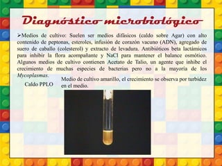 Diagnóstico microbiológico
Medios de cultivo: Suelen ser medios difásicos (caldo sobre Agar) con alto
contenido de peptonas, esteroles, infusión de corazón vacuno (ADN), agregado de
suero de caballo (colesterol) y extracto de levadura. Antibióticos beta lactámicos
para inhibir la flora acompañante y NaCl para mantener el balance osmótico.
Algunos medios de cultivo contienen Acetato de Talio, un agente que inhibe el
crecimiento de muchas especies de bacterias pero no a la mayoría de los
Mycoplasmas.
Medio de cultivo amarillo, el crecimiento se observa por turbidez
en el medio.Caldo PPLO
 