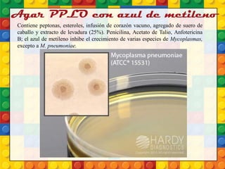 Agar PPLO con azul de metileno
Contiene peptonas, esteroles, infusión de corazón vacuno, agregado de suero de
caballo y extracto de levadura (25%). Penicilina, Acetato de Talio, Anfotericina
B; el azul de metileno inhibe el crecimiento de varias especies de Mycoplasmas,
excepto a M. pneumoniae.
 