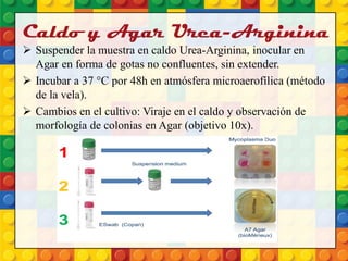 Caldo y Agar Urea-Arginina
 Suspender la muestra en caldo Urea-Arginina, inocular en
Agar en forma de gotas no confluentes, sin extender.
 Incubar a 37 °C por 48h en atmósfera microaerofílica (método
de la vela).
 Cambios en el cultivo: Viraje en el caldo y observación de
morfología de colonias en Agar (objetivo 10x).
 