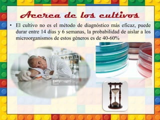 Acerca de los cultivos
• El cultivo no es el método de diagnóstico más eficaz, puede
durar entre 14 días y 6 semanas, la probabilidad de aislar a los
microorganismos de estos géneros es de 40-60%
 