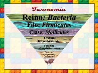Taxonomía
Reino: Bacteria
Filo: Firmicutes
Clase: Mollicutes
Orden:
Mycoplasmatales
Familia:
Mycoplasmataceae
Géneros:
Mycoplasma y
Ureaplasma
Especies…
 