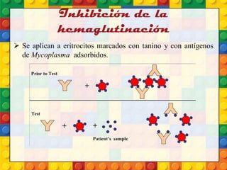 Inhibición de la
hemaglutinación
 Se aplican a eritrocitos marcados con tanino y con antígenos
de Mycoplasma adsorbidos.
 