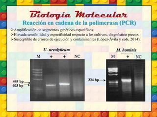 Biología Molecular
Reacción en cadena de la polimerasa (PCR)
Amplificación de segmentos genéticos específicos.
Elevada sensibilidad y especificidad respecto a los cultivos, diagnóstico precoz.
Susceptible de errores de ejecución y contaminantes (López-Ávila y cols, 2014).
 