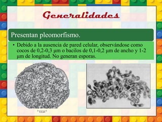 Generalidades
Presentan pleomorfismo.
• Debido a la ausencia de pared celular, observándose como
cocos de 0,2-0,3 μm o bacilos de 0,1-0,2 μm de ancho y 1-2
μm de longitud. No generan esporas.
 