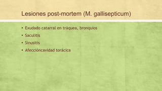 Lesiones post-mortem (M. gallisepticum)
▪ Exudado catarral en tráquea, bronquios
▪ Saculitis
▪ Sinusitis
▪ Afeccióncavidad torácica
 