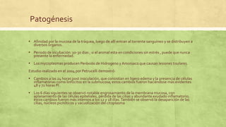 Patogénesis
▪ Afinidad por la mucosa de la tráquea, luego de allí entran al torrente sanguíneo y se distribuyen a
diversos órganos.
▪ Periodo de incubación: 10-30 dias ; si el animal esta en condiciones sin estrés , puede que nunca
presente la enfermedad.
▪ Los mycoplasmas producen Peróxido de Hidrogeno y Amoniaco que causan lesiones tisulares.
Estudio realizado en el 2004 por Petrucelli demostró:
▪ Cambios a las 24 horas post inoculación, que consistían en ligero edema y la presencia de células
inflamatórias como linfócitos en la submucosa; estos cambios fueron haciéndose más evidentes
48 y 72 horas PI .
▪ Los 6 días siguientes se observó notable engrosamiento de la membrana mucosa, con
aplanamiento de las células epiteliales, pérdida de las cilias y abundante exudado inflamatorio;
éstos cambios fueron más intensos a los 12 y 18 días.También se observó la desaparición de las
cilias, núcleos picnóticos y vacuolización del citoplasma
 