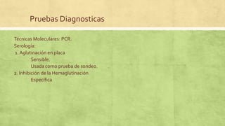 Pruebas Diagnosticas
Técnicas Moleculares: PCR.
Serología:
1. Aglutinación en placa
Sensible.
Usada como prueba de sondeo.
2. Inhibición de la Hemaglutinación
Específica
 