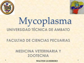 Mycoplasma
UNIVERSIDAD TÉCNICA DE AMBATO
FACULTAD DE CIENCIAS PECUARIAS
MEDICINA VETERINARIA Y
ZOOTECNIA
WALTER GUERRERO

 