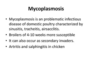 Mycoplasmosis
• Mycoplasmosis is an problematic infectious
disease of domestic poultry characterized by
sinusitis, tracheitis, airsacclitis.
• Broilers of 4-10 weeks more susceptible
• It can also occur as secondary invaders.
• Artritis and salphingitis in chicken
 