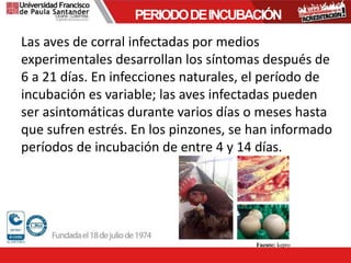 Las aves de corral infectadas por medios
experimentales desarrollan los síntomas después de
6 a 21 días. En infecciones naturales, el período de
incubación es variable; las aves infectadas pueden
ser asintomáticas durante varios días o meses hasta
que sufren estrés. En los pinzones, se han informado
períodos de incubación de entre 4 y 14 días.
PERIODODEINCUBACIÓN
Fuente: kepro
 