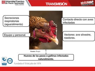 TRANSMISIÓN
Huevos de las pavas o gallinas infectadas
naturalmente.
Contacto directo con aves
infectadas
Secreciones
respiratorias
(agua/alimento)
Equipo y personal. Vectores: ave silvestre,
roedores.
Fuente: Propio
 