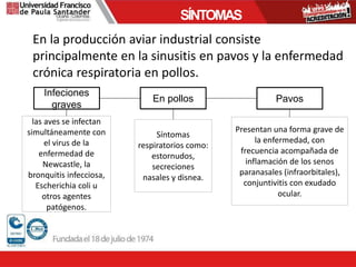En la producción aviar industrial consiste
principalmente en la sinusitis en pavos y la enfermedad
crónica respiratoria en pollos.
SÍNTOMAS
Infeciones
graves
las aves se infectan
simultáneamente con
el virus de la
enfermedad de
Newcastle, la
bronquitis infecciosa,
Escherichia coli u
otros agentes
patógenos.
En pollos
Síntomas
respiratorios como:
estornudos,
secreciones
nasales y disnea.
Pavos
Presentan una forma grave de
la enfermedad, con
frecuencia acompañada de
inflamación de los senos
paranasales (infraorbitales),
conjuntivitis con exudado
ocular.
 