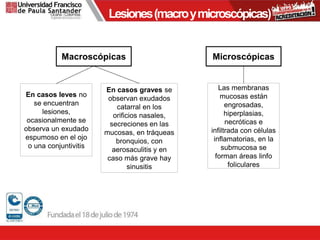 Lesiones(macroymicroscópicas)
Macroscópicas
En casos leves no
se encuentran
lesiones,
ocasionalmente se
observa un exudado
espumoso en el ojo
o una conjuntivitis
En casos graves se
observan exudados
catarral en los
orificios nasales,
secreciones en las
mucosas, en tráqueas
bronquios, con
aerosaculitis y en
caso más grave hay
sinusitis
Microscópicas
Las membranas
mucosas están
engrosadas,
hiperplasias,
necróticas e
infiltrada con células
inflamatorias, en la
submucosa se
forman áreas linfo
foliculares
 