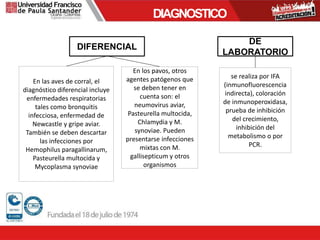 DIAGNOSTICO
DIFERENCIAL
En las aves de corral, el
diagnóstico diferencial incluye
enfermedades respiratorias
tales como bronquitis
infecciosa, enfermedad de
Newcastle y gripe aviar.
También se deben descartar
las infecciones por
Hemophilus paragallinarum,
Pasteurella multocida y
Mycoplasma synoviae
En los pavos, otros
agentes patógenos que
se deben tener en
cuenta son: el
neumovirus aviar,
Pasteurella multocida,
Chlamydia y M.
synoviae. Pueden
presentarse infecciones
mixtas con M.
gallisepticum y otros
organismos
DE
LABORATORIO
se realiza por IFA
(inmunofluorescencia
indirecta), coloración
de inmunoperoxidasa,
prueba de inhibición
del crecimiento,
inhibición del
metabolismo o por
PCR.
 