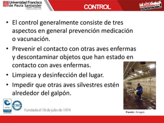 • El control generalmente consiste de tres
aspectos en general prevención medicación
o vacunación.
• Prevenir el contacto con otras aves enfermas
y descontaminar objetos que han estado en
contacto con aves enfermas.
• Limpieza y desinfección del lugar.
• Impedir que otras aves silvestres estén
alrededor del galpón.
CONTROL
Fuente: Aviagen
 