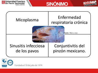 Micoplasma
Enfermedad
respiratoria crónica
Sinusitis infecciosa
de los pavos
Conjuntivitis del
pinzón mexicano.
SINÓNIMO
Fuente: Maíz y soya
 