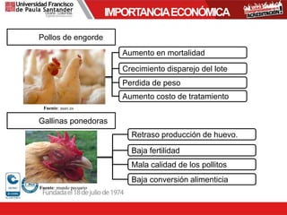 IMPORTANCIAECONÓMICA
Aumento en mortalidad
Pollos de engorde
Crecimiento disparejo del lote
Perdida de peso
Aumento costo de tratamiento
Gallinas ponedoras
Fuente: asav.es
Fuente: mundo pecuario
Baja fertilidad
Retraso producción de huevo.
Mala calidad de los pollitos
Baja conversión alimenticia
 