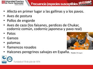 • Afecta en primer lugar a las gallinas y a los pavos.
• Aves de postura
• Pollos de engorde
• Aves de caza (los faisanes, perdices de Chukar,
codorniz común, codorniz japonesa y pavo real)
• Patos
• Gansos
• palomas
• flamencos rosados
• Halcones peregrinos salvajes en España.
Frecuencia(especiessusceptibles)
Fuente: Divaagen
 