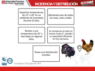 INCIDENCIAYDISTRIBUCIÓN
Soportan temperaturas
de 12° a 18° en un
ambiente de humedad,
durante 23 días.
Afectando aves de todas
las razas, sexo y edad.
Resiste a una
temperatura de 25° y
mas bajas en algunos
años.
Su resistencia al calor es
menor, hasta 5°, pierden
su capacidad infectante
en tres semanas.
Posee una distribución
mundial.
 