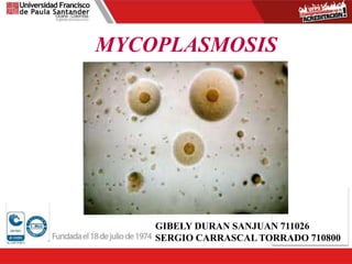 GIBELY DURAN SANJUAN 711026
SERGIO CARRASCAL TORRADO 710800
MYCOPLASMOSIS
 